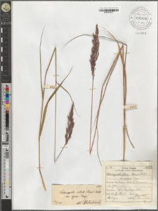 Calamagrostis villosa (Chaix.) Mutel. var. typica Podp.