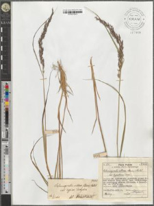Calamagrostis villosa (Chaix.) Mutel. var. typica Podpĕra