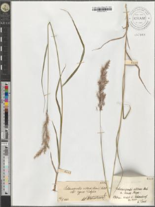Calamagrostis villosa (Chaix.) Mutel. var. typica Podpĕra
