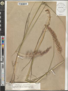 Calamagrostis epigeios (L.) Roth