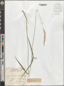 Calamagrostis sp.