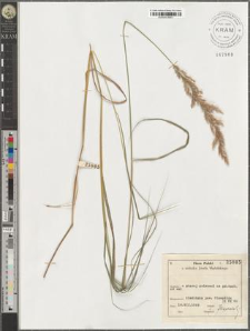 Calamagrostis sp.