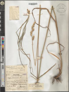 Dactylis Aschersoniana Gr.