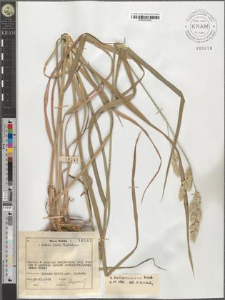 Dactylis Aschersoniana Graeb.