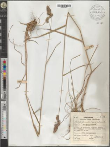Dactylis glomerata L. cfr. var. pubescens Op.