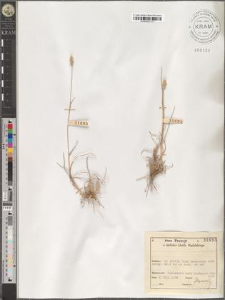 Dactylis sp.