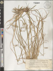 Deschampsia caespitosa (L.) B. P.