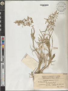 Eragrostis megastachya (Koel.) Link