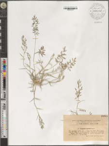 Eragrostis poeoides Beauv.