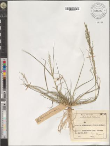 Eragrostis borystenica