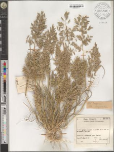 Eragrostis megastachya