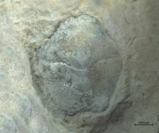 Goniodromites serratus