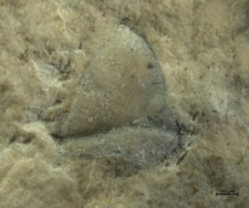 Goniodromites species