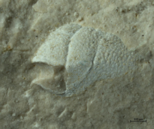 Goniodromites species