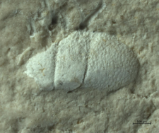 Goniodromites species