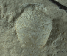 Goniodromites kubai