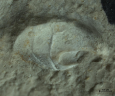 Goniodromites kubai