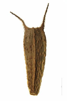 Bidens melanocarpus Wiegand