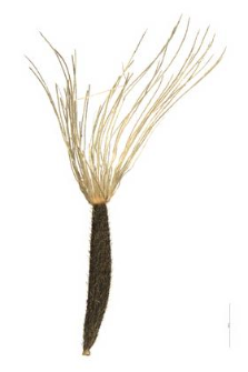 Arnica montana L.