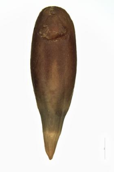 Echinops sphaerocephalus L.