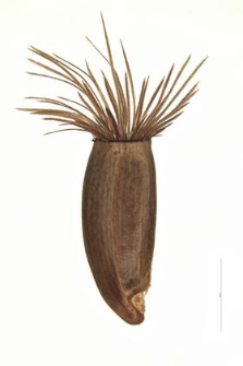 Centaurea Kotschyana Heuff.