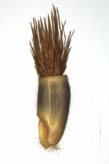 Centaurea cyanus L.