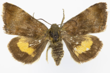 Panameria tenebrata