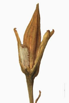 Narthecium ossifragum (L.) Huds.