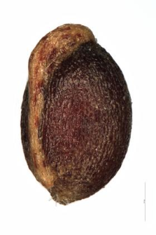 Luzula nemorosa (Poll.) E. Mey.