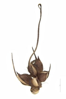 Echinochloa crus-galli (L.) B.P.