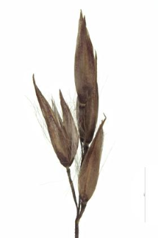 Calamagrostis villosa (Chaix.) Gmel.
