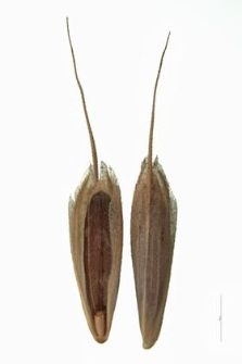 Bromus mollis L.