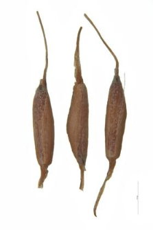 Typha latifolia L.