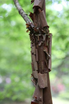 Acer griseum (Franch.) Pax