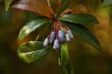 Berberis julianae C.K.Schneid.