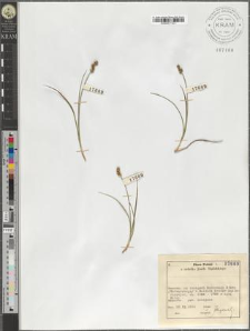 Carex stellulata Good.
