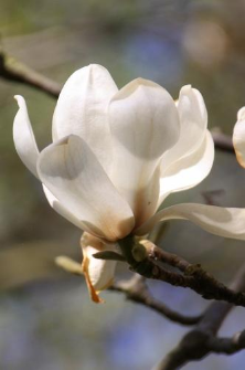 Magnolia denudata Desr.