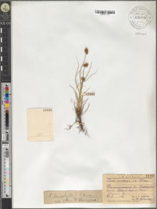 Carex uralensis C.B. Clarke