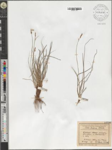 Carex supina Wahlb.
