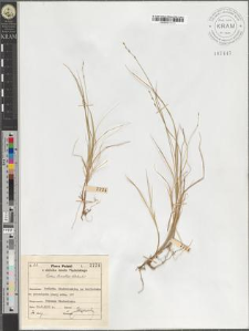 Carex tenella Schkuhr