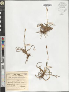 Carex sparsiflora (Wahlenb.) Steud.