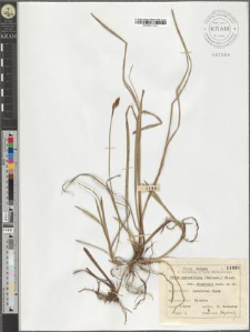 Carex sparsiflora (Wahlenb.) Steud. var. Gruetteri Asch. et Gr.