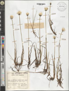 Eriophorum Scheuchzeri