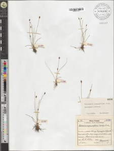 Eleocharis quinqueflora (F.X. Hartmann) O. Schwarz