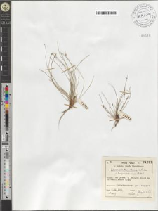 Schoenoplectus setaceus (L.) Palla