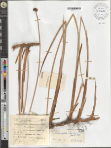 Schoenoplectus Tabernaemontani (Gmel.) Palla