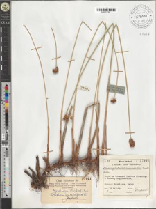 Schoenoplectus Tabernaemontani (Gmel.) Palla