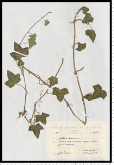 Hedera helix L.