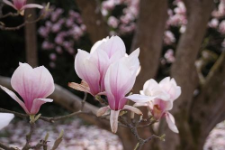 Magnolia ×soulangeana Soul.-Bod.