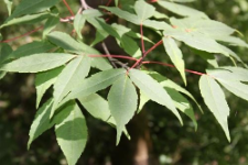 Acer mandshuricum Maxim